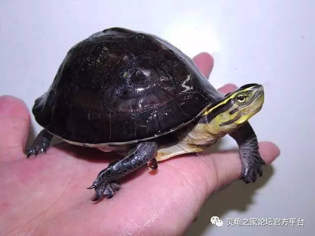 安布闭壳龟的挑选,调养及开食
