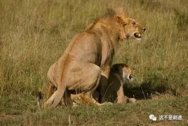 非洲草原上雄狮愈发强壮有力,就能占有越多的母狮和他交配,当雄狮老去