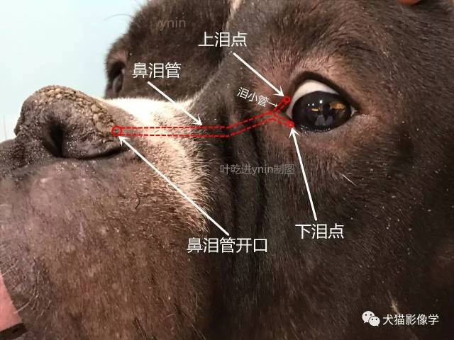 狗狗鼻子内部构造图片