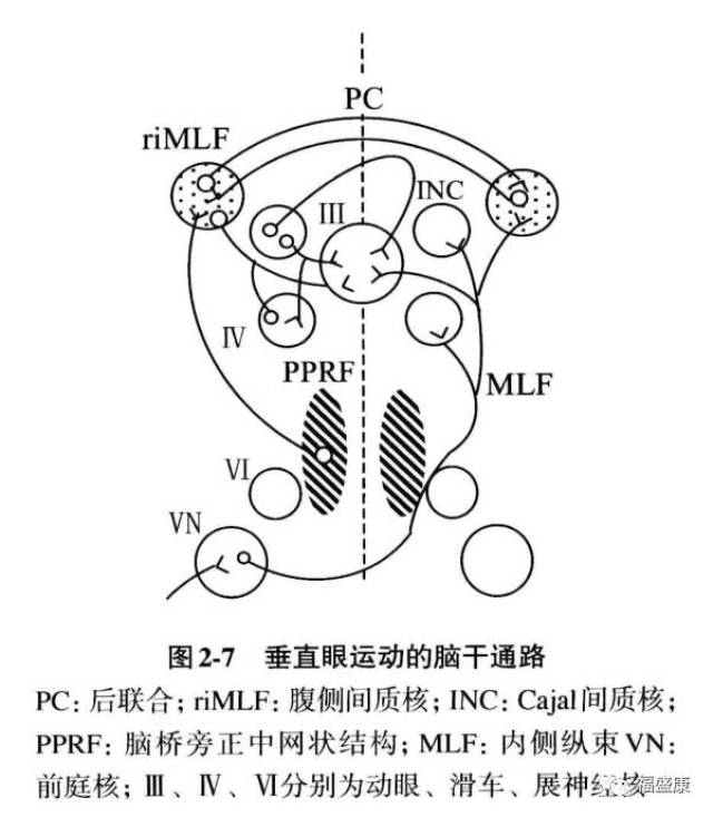 这些纤维穿越到对侧,上升到达内侧纵束,与适当的运动亚核形成突轴联系