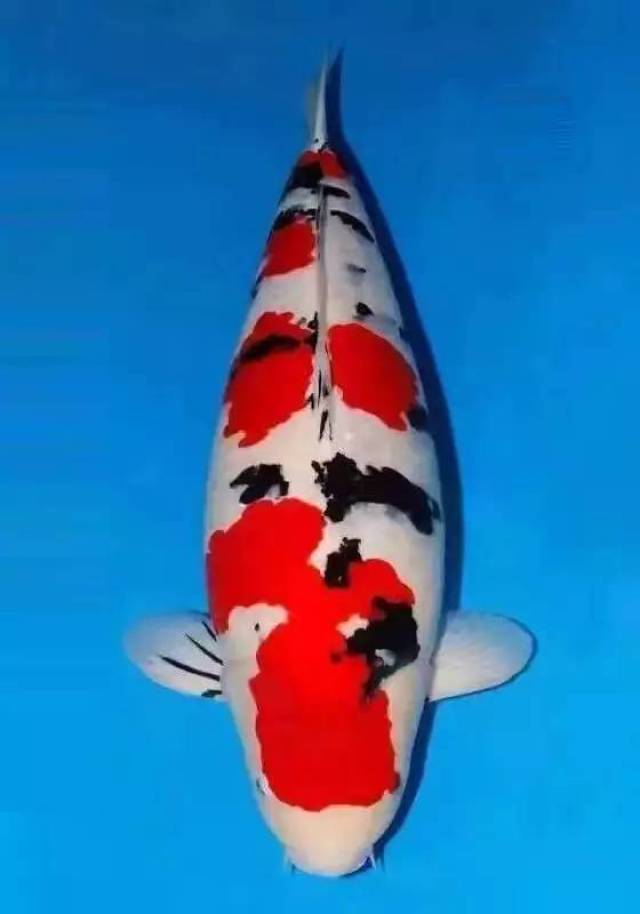 龙鱼金龙 球鲨鱼 第1张