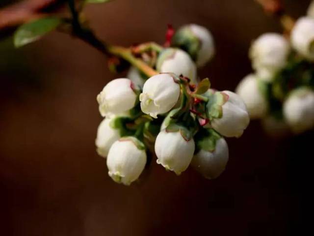 轮状花冠的植物图片