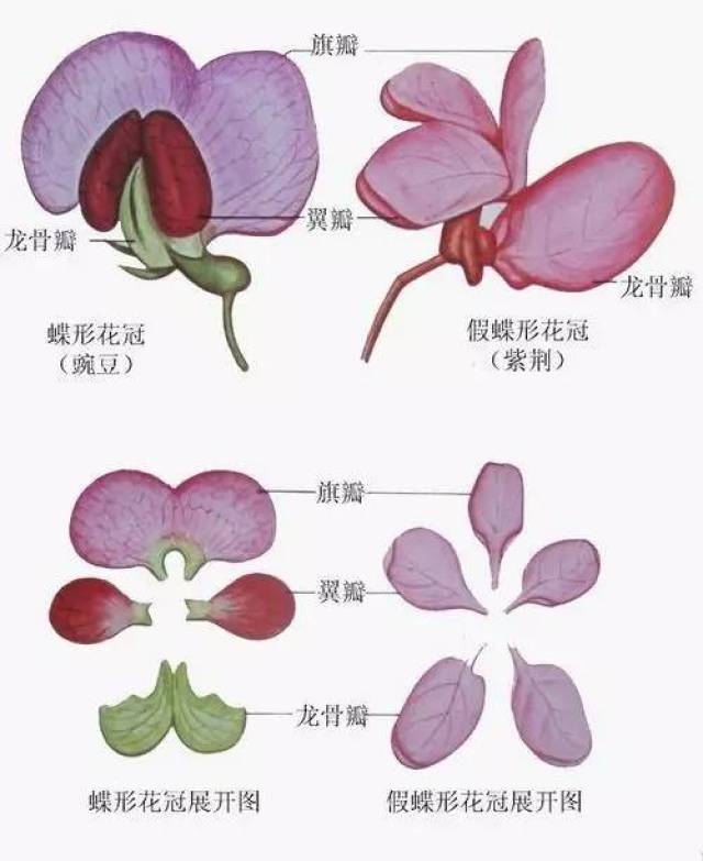 花冠之美:不懂这个,赏花也是瞎看!