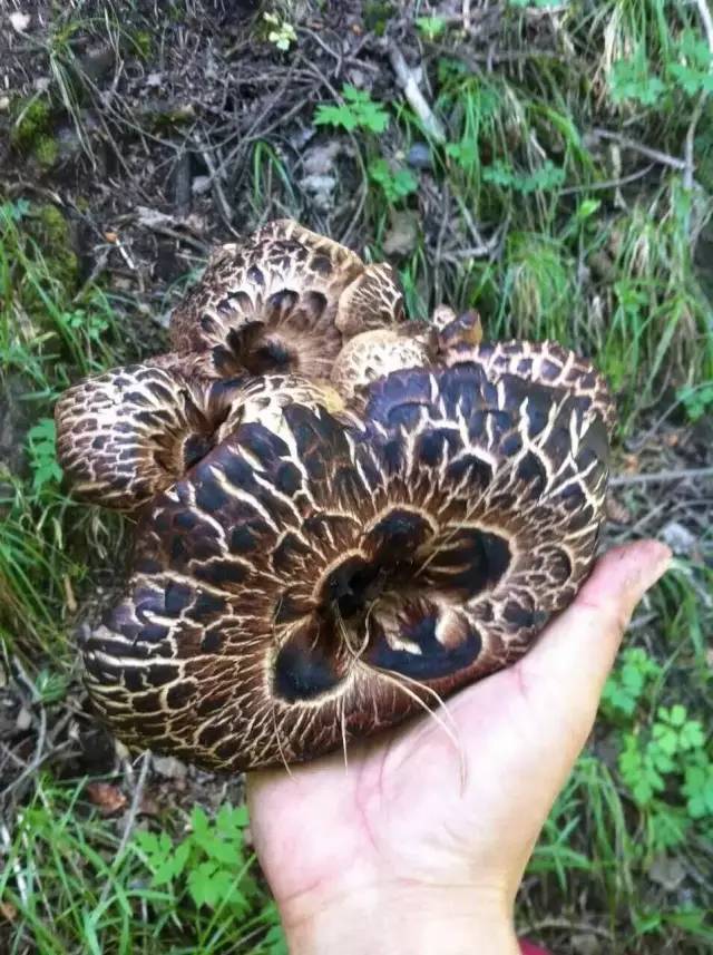 乌鲁木齐南山蘑菇种类图片