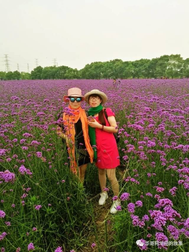 絕美之地——寧波蓀湖花海 徒步小靈峰