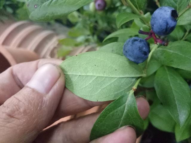 真假蓝莓树图片大全图片
