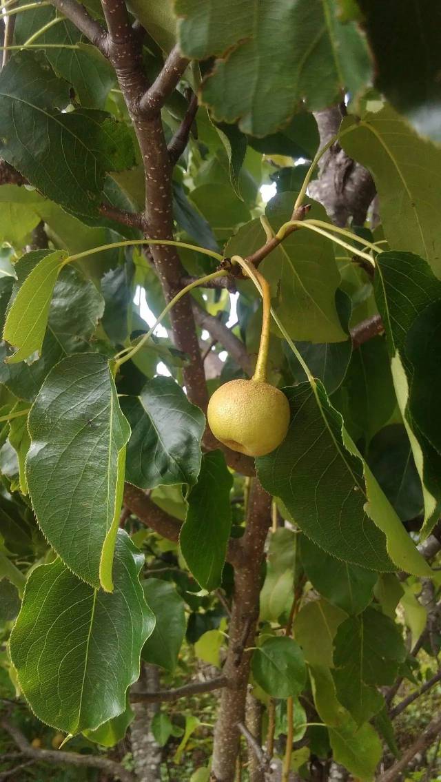 在祥雲偶遇一片碩果累累的樹莓,可我愁了!