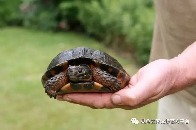 傳 送 門 蛇頸龜飼養 墨西哥巨蛋 中華草龜 紅腿象龜 洪都拉斯木紋龜