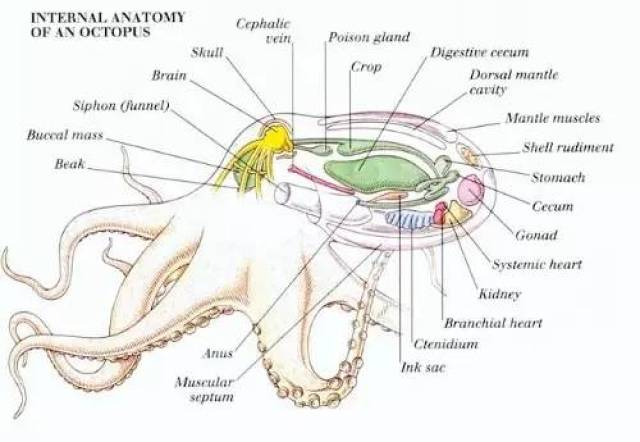 八爪鱼身体结构图解图片