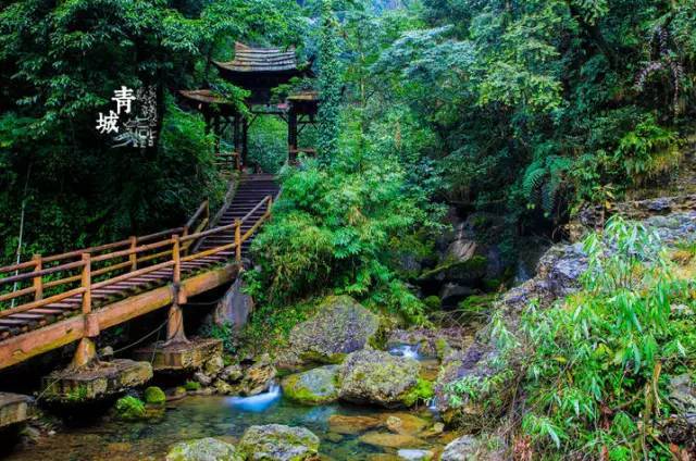 青城山的後山面積較大,林木幽深,沿途溪流密佈,山清水秀,保持了相當