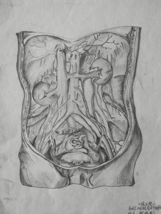 人体素描器官基础画法图片