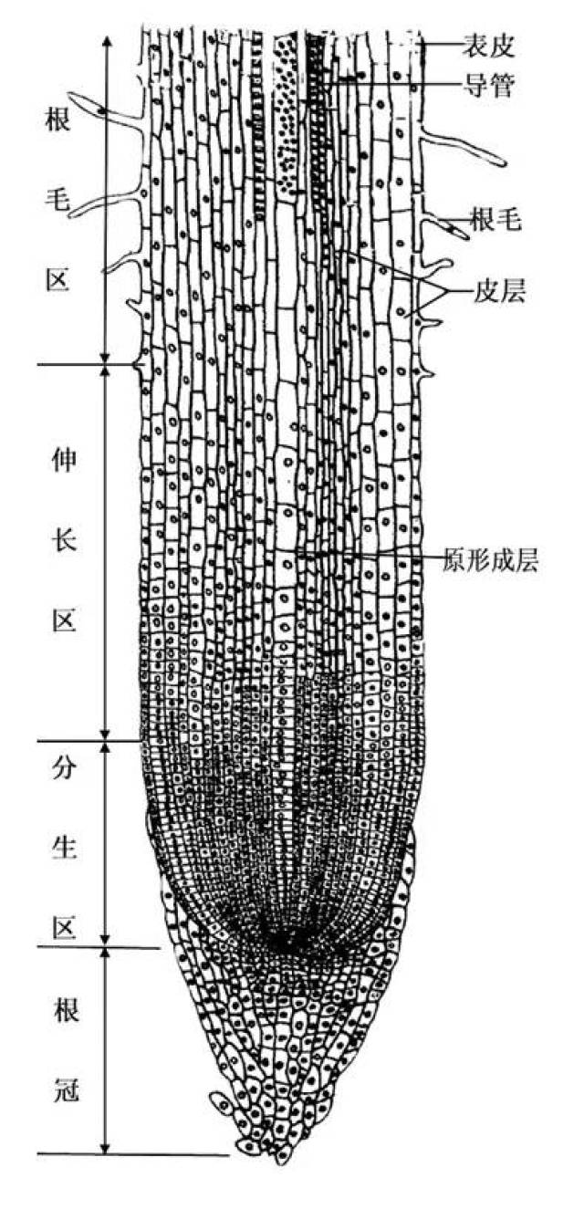 米兰花根系解剖图图片