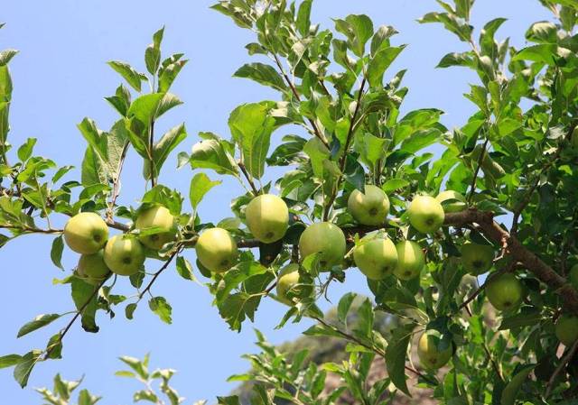 夏天苹果树的样子图片