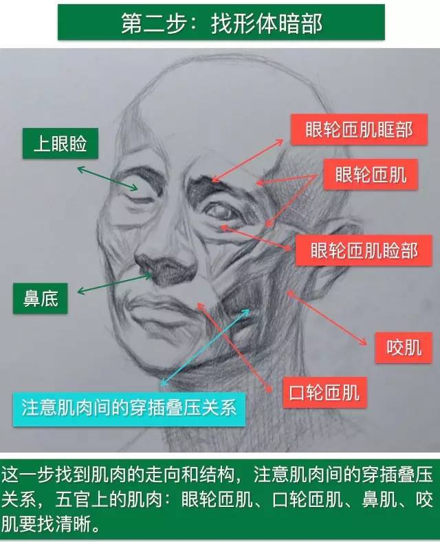 素描頭像——人體肌肉解剖