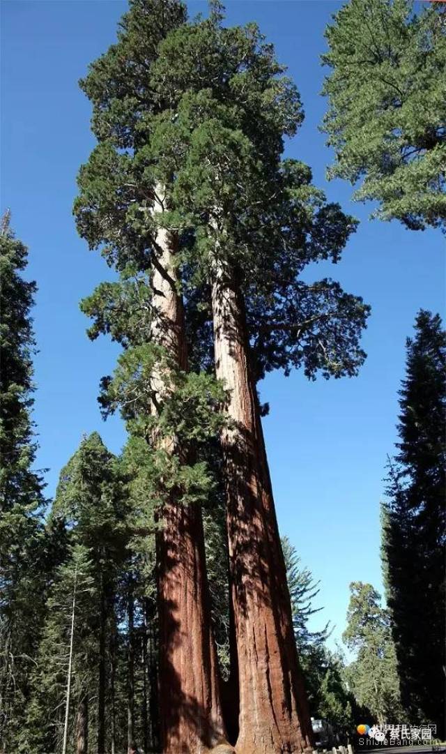 世界第二大树图片