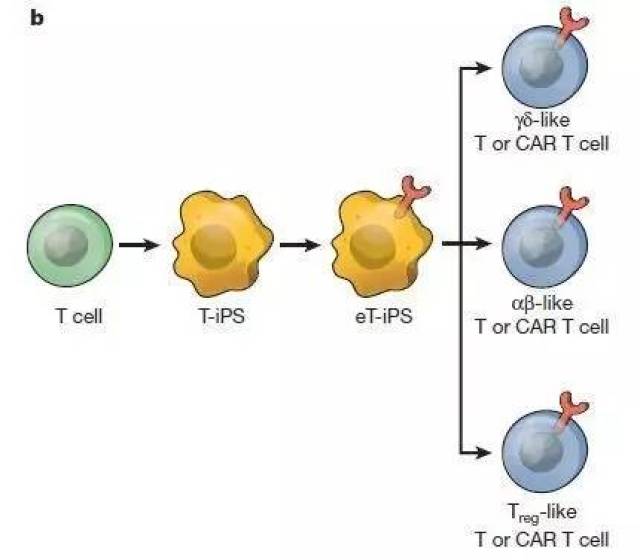效应t细胞图片