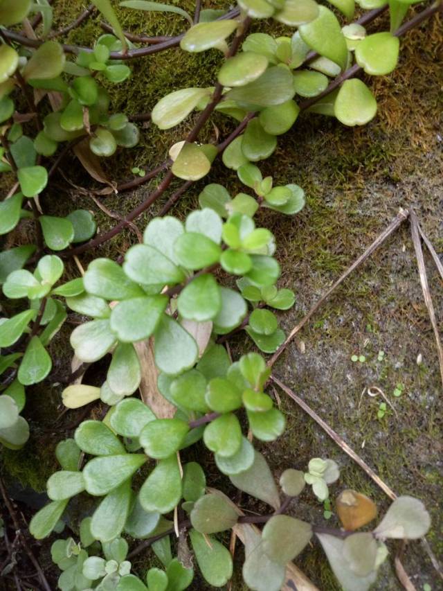 九頭獅子草,爵床科,觀音草屬,功效,發汗解表,清熱解毒