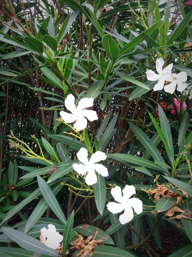 【大美沈巷】天門山公園裡的名貴花草,你認識多少?_手機搜狐網