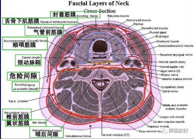 【颈部解剖】筋膜及筋膜间隙,断层解剖图谱