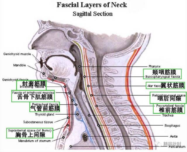 【颈部解剖】筋膜及筋膜间隙,断层解剖图谱