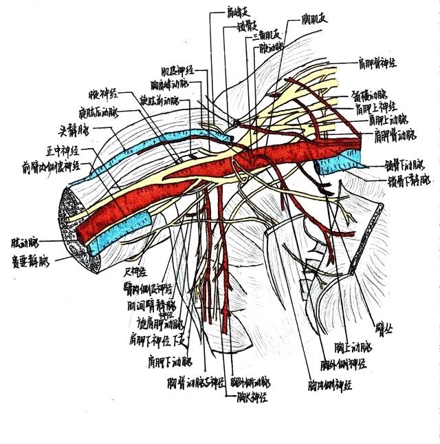 腋静脉解剖图图片