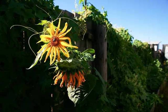 裡熱熱獵獵地開著各種色彩的花兒,小花園一般,臨走還送了我一個向日葵