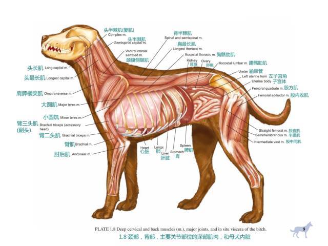 狗狗生理解剖图图片