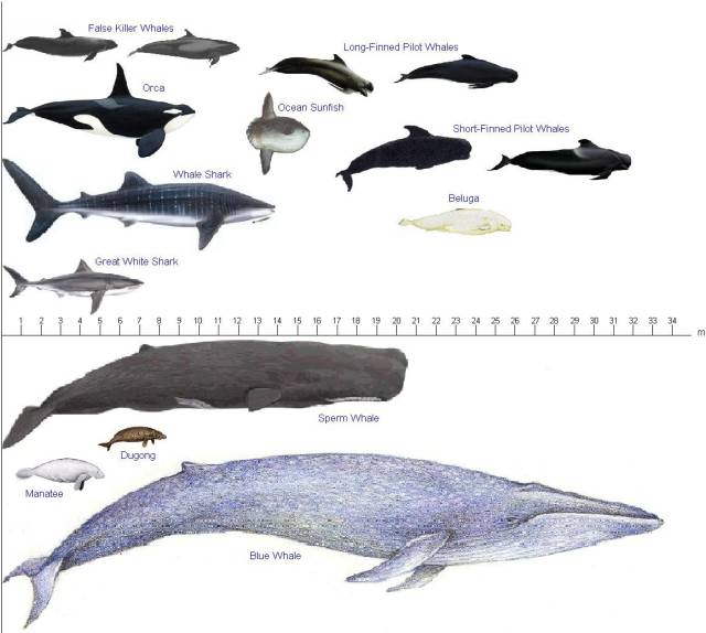 蓝鲸和座头鲸图片对比图片