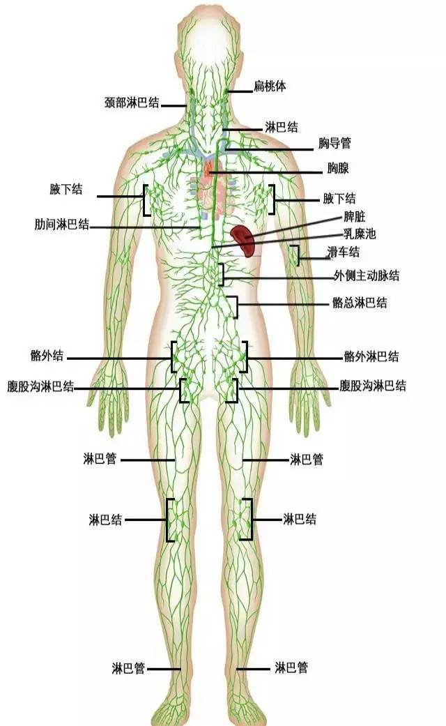 做好日常淋巴排毒实在太重要了~建议收藏