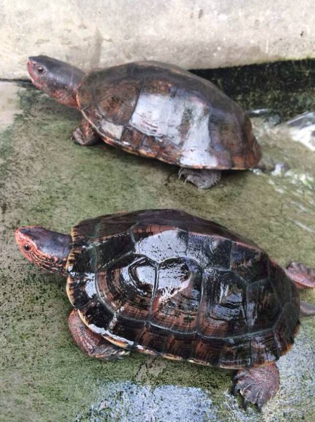 黑乌龟品种照片图片