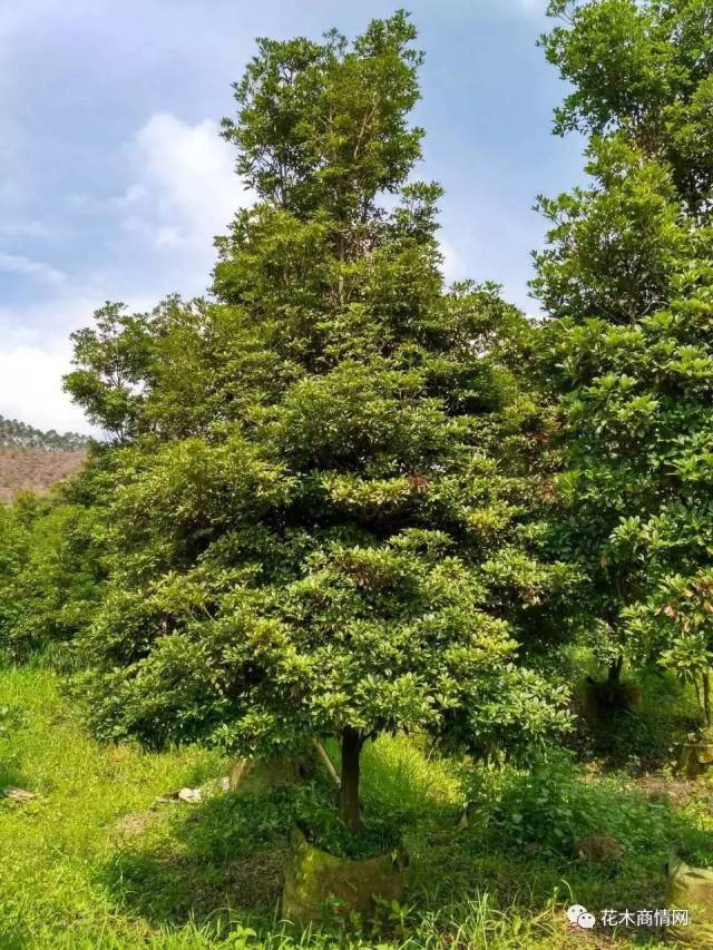 华南最美乡土树种——短序润楠的观赏性评价