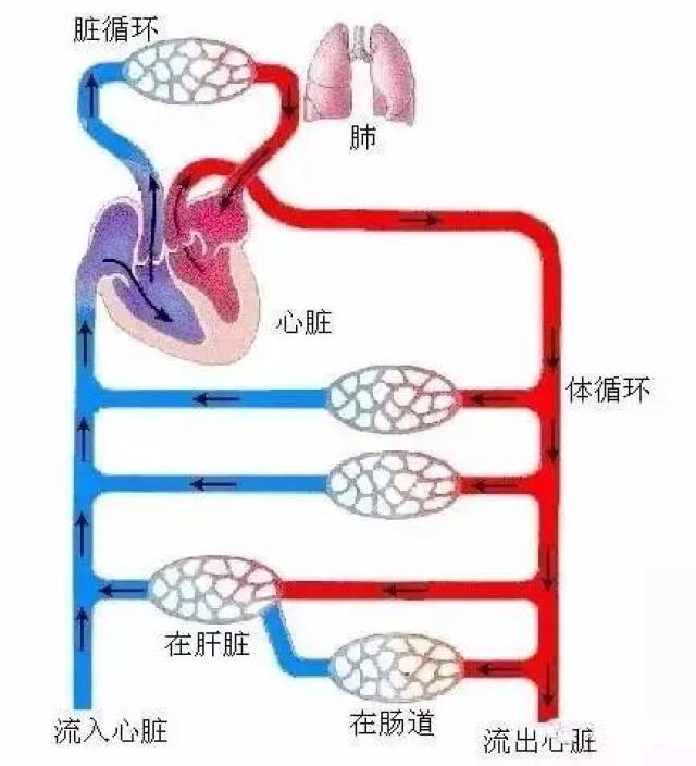 肝脏血供循环系统简图图片