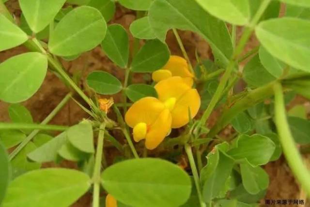 【植保技术】花生想高产,开花下针期就要这么办!