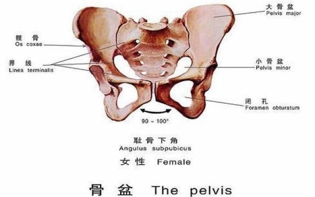 女性骨盆四種形狀,只有兩種適合順產