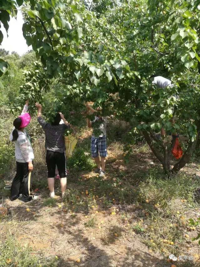 果樹認養—親近自然,綠色生活就是這麼簡單