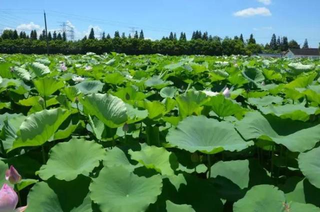 時間:7月7日—9月9日 地點:松江區新浜鎮 門票:免費 賞花地點:荷花