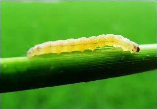 二化螟危害症状:水稻苗期和分蘖期初孵幼虫先群集在叶鞘内危害,造成枯