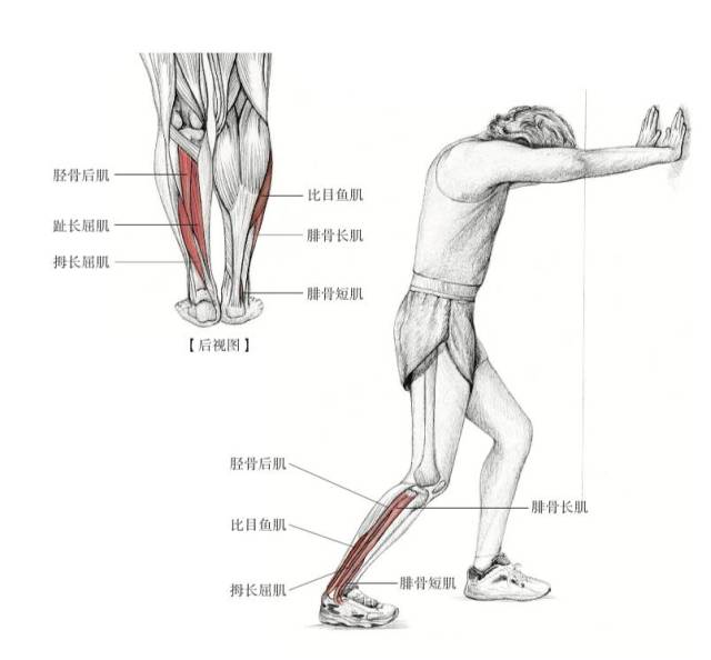 膝关节后部肌肉图片