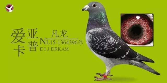 第1757期拍賣--3號鴿 .nl15-1364396雄 愛亞卡普-凡龍