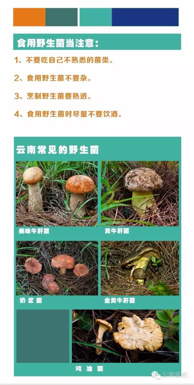 云南疾控中心发布野生菌图谱这些菌子吃不得