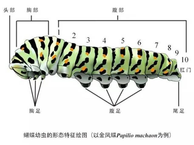 蝴蝶身体结构图详细图片