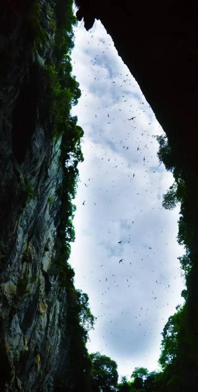 『暑假探秘』世界上最不可思议恒温:22℃神秘天坑里的自然精灵们!