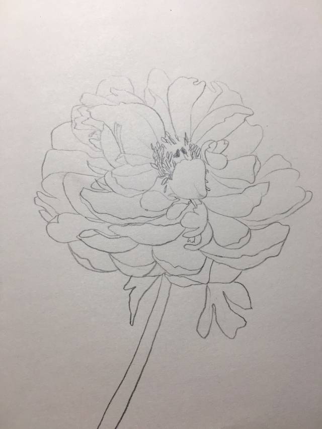 王少容(线描芍药)