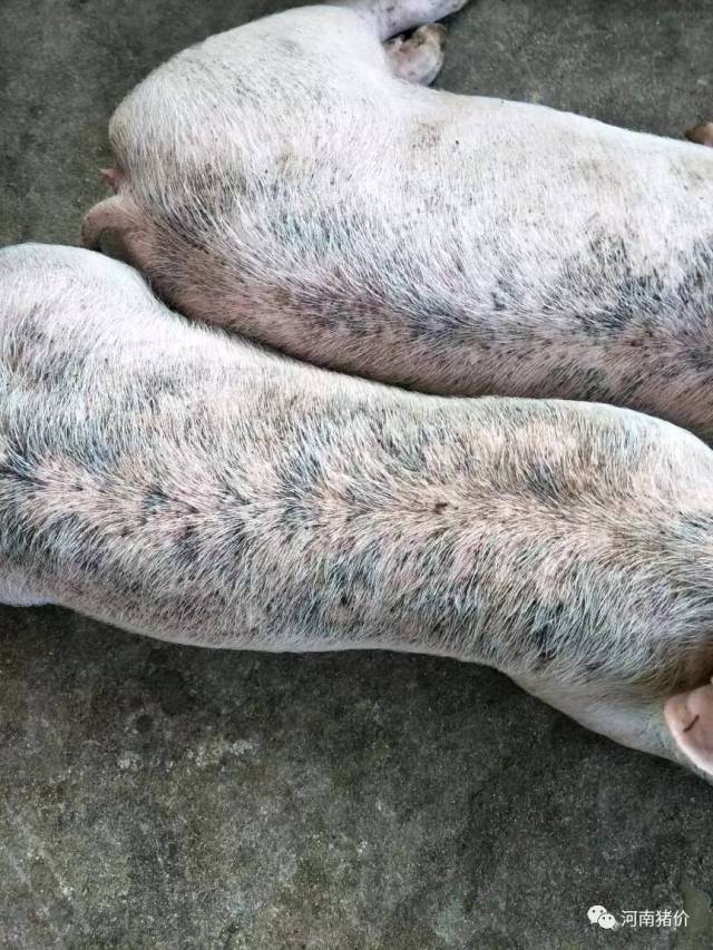猪疥螨病图片图片