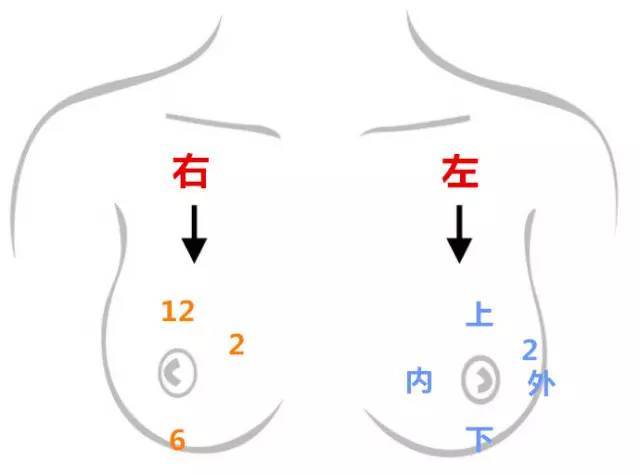 乳腺分区图解A区B区图片