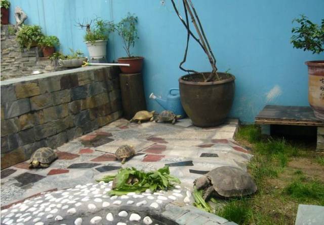 家有花园式小龟池 可养眼了