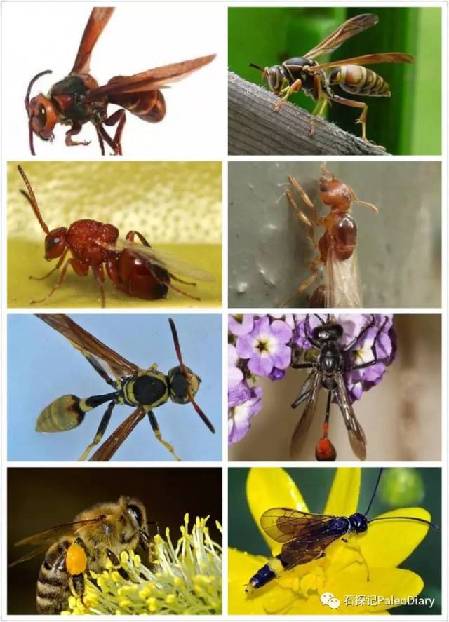 膜翅目(hymenoptera)包括俗称蜂,蚁类的昆虫,全变态类昆虫