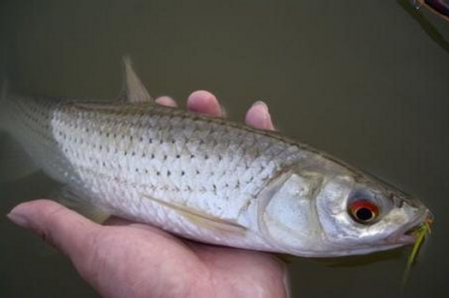 這是什麼魚?潮汕人不能不懂!