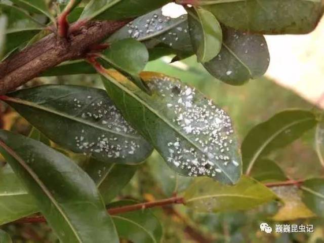 【虫研捷报】浙江农大学者发表缘粉虱属一新种