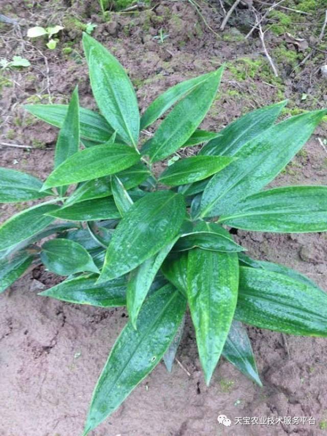 黃精,又名雞頭黃精,黃雞菜,老虎姜,雞爪參等名稱,林下仿野生種植模式